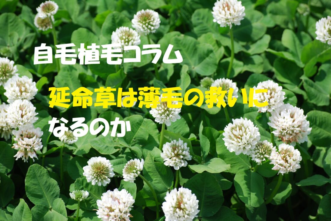 自毛植毛コラム　延命草は薄毛の救いになるのか　イメージ